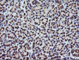 CD45 / LCA Antibody - IHC of paraffin-embedded Human pancreas tissue using anti-PTPRC mouse monoclonal antibody.