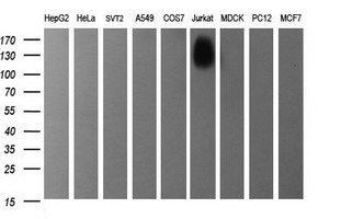 CD45 / LCA Antibody - Western blot of extracts (35ug) from 9 different cell lines by using anti-PTPRC monoclonal antibody (HepG2: human; HeLa: human; SVT2: mouse; A549: human; COS7: monkey; Jurkat: human; MDCK: canine; PC12: rat; MCF7: human).