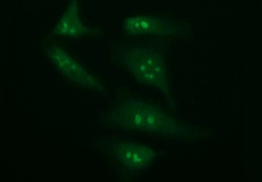 CD45 / LCA Antibody - Immunofluorescent staining of HeLa cells using anti-PTPRC mouse monoclonal antibody.