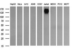 CD45 / LCA Antibody - Western blot of extracts (35 ug) from 9 different cell lines by using anti-PTPRC monoclonal antibody (HepG2: human; HeLa: human; SVT2: mouse; A549: human; COS7: monkey; Jurkat: human; MDCK: canine; PC12: rat; MCF7: human).