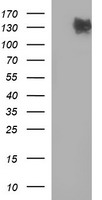CD45 / LCA Antibody - HEK293T cells lysate (5 ug, left lane) and full length human recombinant protein of human PTPRC(NP_002829) produced in HEK293T cell (5 ug, right lane)were separated by SDS-PAGE and immunoblotted with anti-PTPRC.