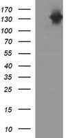 CD45 / LCA Antibody - HEK293T cells were transfected with the pCMV6-ENTRY control (Left lane) or pCMV6-ENTRY PTPRC (Right lane) cDNA for 48 hrs and lysed. Equivalent amounts of cell lysates (5 ug per lane) were separated by SDS-PAGE and immunoblotted with anti-PTPRC.