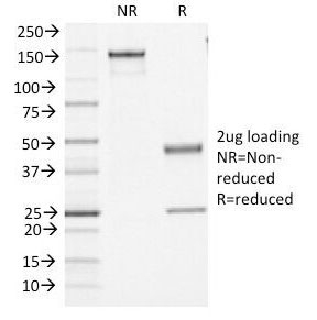 CD45 / LCA Antibody - SDS-PAGE Analysis of Purified, BSA-Free CD45 Antibody (clone PTPRC/1461). Confirmation of Integrity and Purity of the Antibody.