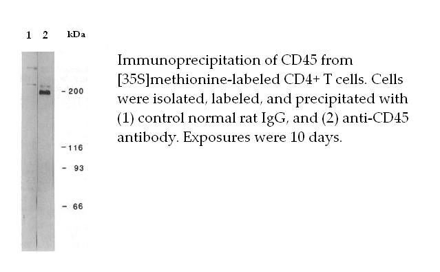 CD45 / LCA Antibody