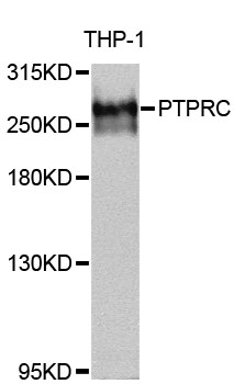 CD45 / LCA Antibody - Western blot analysis of extracts of THP-1 cells, using PTPRC antibody at 1:1000 dilution. The secondary antibody used was an HRP Goat Anti-Rabbit IgG (H+L) at 1:10000 dilution. Lysates were loaded 25ug per lane and 3% nonfat dry milk in TBST was used for blocking. An ECL Kit was used for detection and the exposure time was 3s.