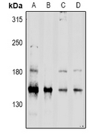 CD45 / LCA Antibody - Western blot analysis of CD45 expression in HEK293T (A), MCF7 (B), PC12 (C), AML12 (D) whole cell lysates.