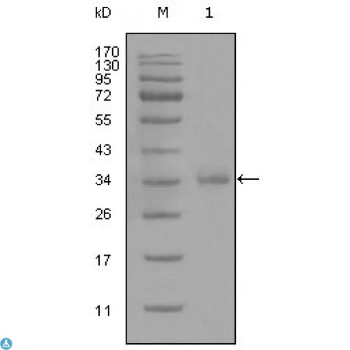 CD45 / LCA Antibody - Western Blot (WB) analysis using CD45 Monoclonal Antibody against truncated CD45 recombinant protein (1).