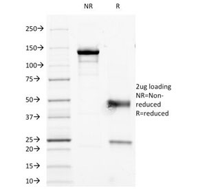 CD45RO Antibody - SDS-PAGE Analysis of Purified, BSA-Free CD45RO Antibody (clone 190-2F2.5). Confirmation of Integrity and Purity of the Antibody.