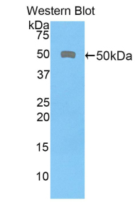 CD46 Antibody - Western blot of recombinant MCP / CD46.  This image was taken for the unconjugated form of this product. Other forms have not been tested.