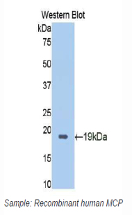 CD46 Antibody - Western blot of recombinant MCP / CD46.  This image was taken for the unconjugated form of this product. Other forms have not been tested.