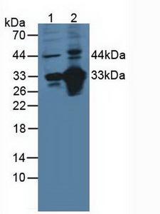 CD46 Antibody - Western Blot; Sample: Lane1: Porcine Heart Tissue; Lane2: Mouse Thymus Tissue.