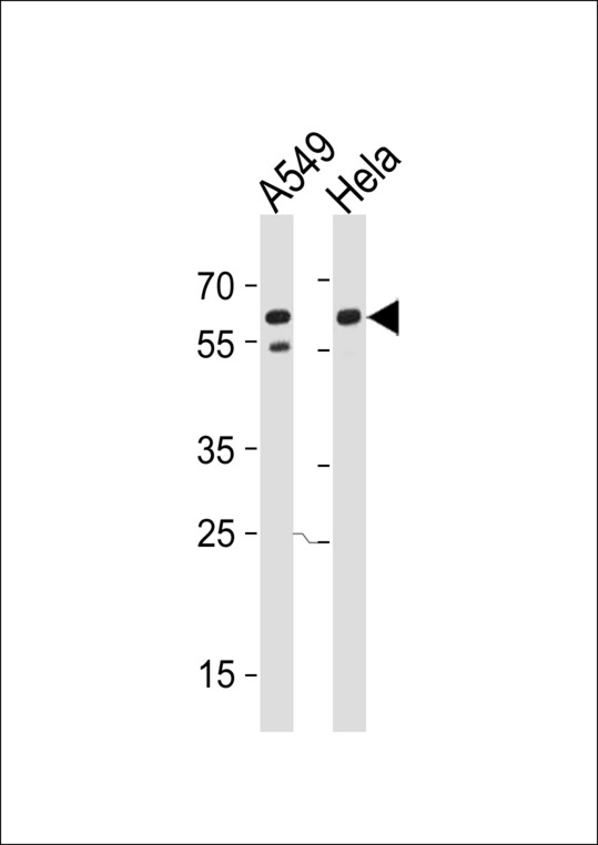 CD46 Antibody - CD46 Antibody (Y354) western blot of A549, HeLa cell line lysates (35 ug/lane). The CD46 antibody detected the CD46 protein (arrow).