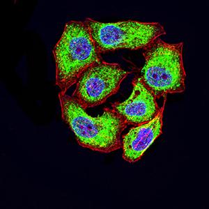 CD46 Antibody - Immunofluorescence analysis of Hela cells using CD46 mouse mAb (green). Blue: DRAQ5 fluorescent DNA dye. Red: Actin filaments have been labeled with Alexa Fluor- 555 phalloidin. Secondary antibody from Fisher (Cat#: 35503)