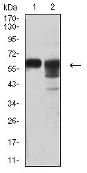 CD46 Antibody - Western blot analysis using CD46 mouse mAb against SW480 (1) and MCF-7 (2) cell lysate.