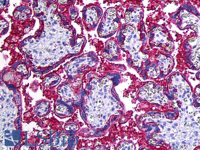 CD46 Antibody - Anti-CD46 antibody IHC of human placenta. Immunohistochemistry of formalin-fixed, paraffin-embedded tissue after heat-induced antigen retrieval. Antibody concentration 10 ug/ml.  This image was taken for the unconjugated form of this product. Other forms have not been tested.