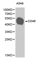 CD46 Antibody - Western blot of extracts of A549 cell lines, using CD46 antibody.