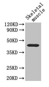CD46 Antibody - Western Blot Positive WB detected in: Mouse skeletal muscle All lanes: Cd46 antibody at 4µg/ml Secondary Goat polyclonal to rabbit IgG at 1/50000 dilution Predicted band size: 41, 34 kDa Observed band size: 40 kDa
