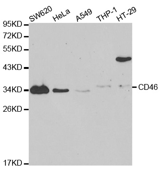CD46 Antibody - Western blot analysis of extracts of various cell lines.