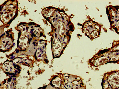 CD46 Antibody - Immunohistochemistry of paraffin-embedded human placenta tissue using CD46 Antibody at dilution of 1:100