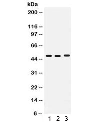 CD46 Antibody