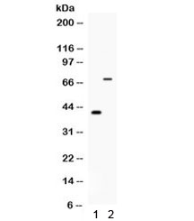 CD46 Antibody