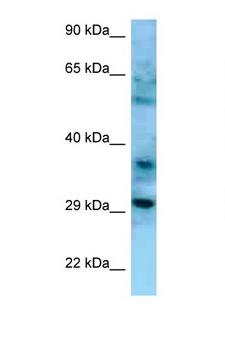 CD47 Antibody - CD47 antibody Western blot of HepG2 Cell lysate. Antibody concentration 1 ug/ml.  This image was taken for the unconjugated form of this product. Other forms have not been tested.