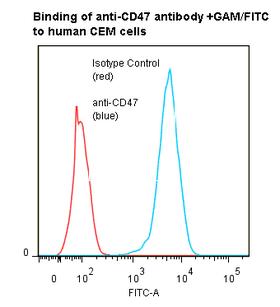 CD47 Antibody