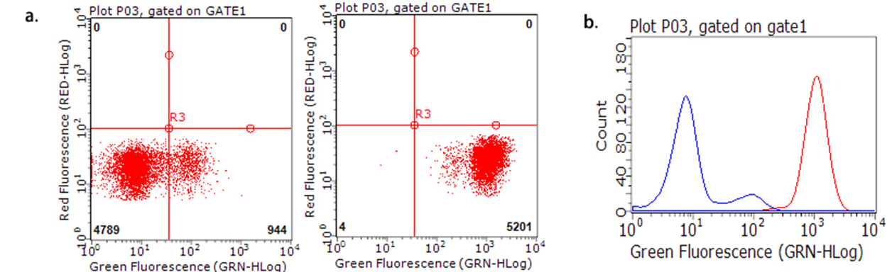 CD47 Antibody - Flow cytometric Analysis of living human peripheral blood cells, using anti-CD47 antibody  a.right, b.red), compared to an IgG isotype control. (a.left, b.blue). (1:100)