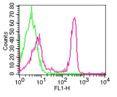 CD47 Antibody - Fig-1: Cell Surface flow analysis of hCD47 in PBMC (Lymphocytes) using 0.5 µg/10^6 cells. Green represents isotype control; red represents FITC conjugated anti-hCD47 antibody (F).