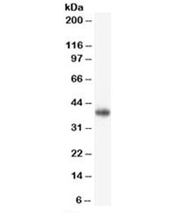 CD47 Antibody - Western blot testing of human brain lysate with CD47 antibody (clone B6H12.2). Predicted molecular weight ~35kDa but observed at 35-60kDa depending on glycosylation level. This image was taken for the unmodified form of this product. Other forms have not been tested.