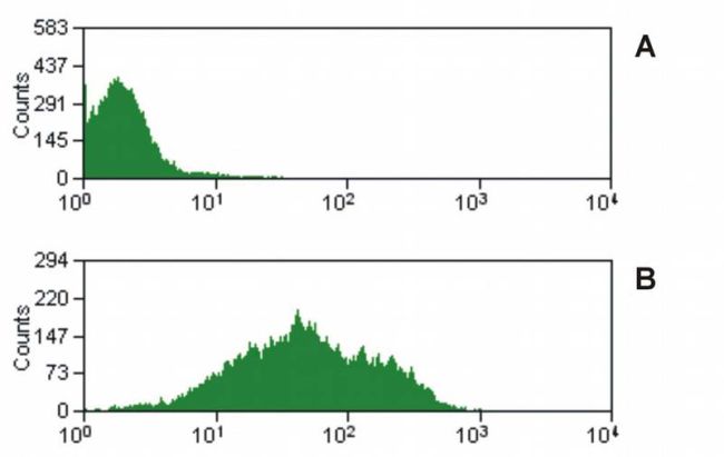 CD47 Antibody - CD47 Antibody in Flow Cytometry (Flow)