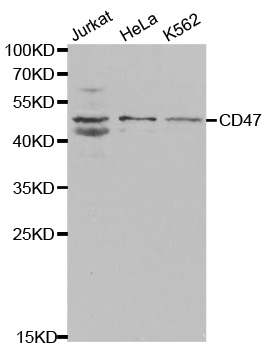 CD47 Antibody - Western blot analysis of extracts of various cell lines.