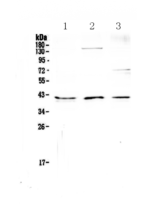 CD47 Antibody - Western blot - Anti-CD47 Picoband Antibody