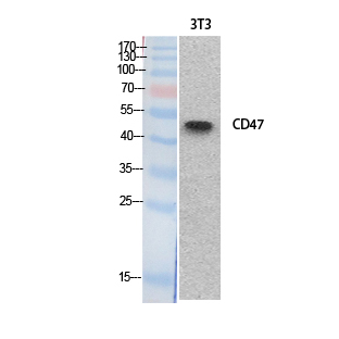 CD47 Antibody - Western Blot analysis of extracts from NIH-3T3 cells using CD47 Antibody.