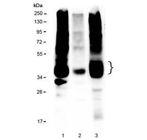 CD47 Antibody - Western blot testing of 1) rat brain, 2) rat kidney and 3) mouse brain lysate with CD47 antibody at 0.5ug/ml. Predicted molecular weight: 35~60 kDa depending on glycosylation level.