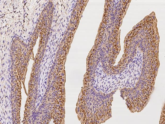 CD47 Antibody - Immunochemical staining CD47 in cynomolgus urinary bladder with rabbit polyclonal antibody at 1:1000 dilution, formalin-fixed paraffin embedded sections.