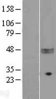 CD47 Protein - Western validation with an anti-DDK antibody * L: Control HEK293 lysate R: Over-expression lysate