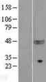 CD47 Protein - Western validation with an anti-DDK antibody * L: Control HEK293 lysate R: Over-expression lysate