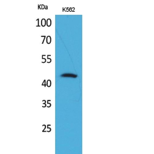 CD48 Antibody - Western blot of CD48 antibody