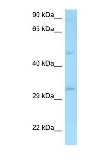 CD48 Antibody - CD48 antibody Western blot of MCF7 Cell lysate. Antibody concentration 1 ug/ml.  This image was taken for the unconjugated form of this product. Other forms have not been tested.