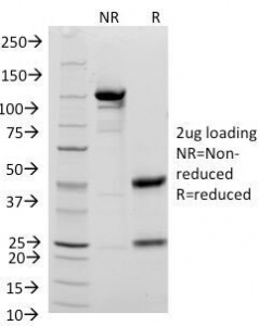 CD48 Antibody - SDS-PAGE Analysis of Purified, BSA-Free CD48 Antibody (clone 156-4H9). Confirmation of Integrity and Purity of the Antibody.