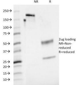 CD48 Antibody - SDS-PAGE Analysis of Purified, BSA-Free CD48 Antibody (clone 5-4.8). Confirmation of Integrity and Purity of the Antibody.
