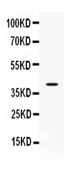 CD48 Antibody - Western blot - Anti-CD48/Slamf2 Picoband Antibody