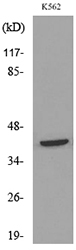CD48 Antibody - Western blot analysis of lysate from K562 cells, using CD48 Antibody.