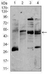 CD5 Antibody - Western blot using CD5 mouse monoclonal antibody against K562 (1), Jurkat (2), Raji (3), and MOLT4 (4) cell lysate.