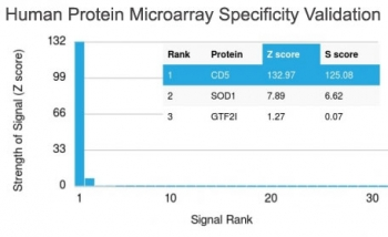 CD5 Antibody - Analysis of HuProt(TM) microarray containing more than 19,000 full-length human proteins using CD5 antibody (clone CD5/2416). These results demonstrate the foremost specificity of the CD5/2416 mAb. Z- and S- score: The Z-score represents the strength of a signal that an antibody (in combination with a fluorescently-tagged anti-IgG secondary Ab) produces when binding to a particular protein on the HuProt(TM) array. Z-scores are described in units of standard deviations (SDs) above the mean value of all signals generated on that array. If the targets on the HuProt(TM) are arranged in descending order of the Z-score, the S-score is the difference (also in units of SDs) between the Z-scores. The S-score therefore represents the relative target specificity of an Ab to its intended target.