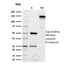 CD5 Antibody - SDS-PAGE analysis of purified, BSA-free CD5 antibody (clone CD5/2416) as confirmation of integrity and purity.