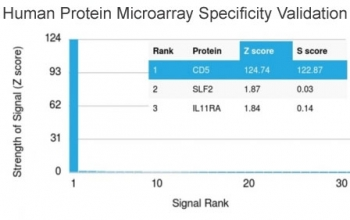CD5 Antibody - Analysis of HuProt(TM) microarray containing more than 19,000 full-length human proteins using CD5 antibody (clone CD5/2418). These results demonstrate the foremost specificity of the CD5/2418 mAb. Z- and S- score: The Z-score represents the strength of a signal that an antibody (in combination with a fluorescently-tagged anti-IgG secondary Ab) produces when binding to a particular protein on the HuProt(TM) array. Z-scores are described in units of standard deviations (SD's) above the mean value of all signals generated on that array. If the targets on the HuProt(TM) are arranged in descending order of the Z-score, the S-score is the difference (also in units of SD's) between the Z-scores. The S-score therefore represents the relative target specificity of an Ab to its intended target.