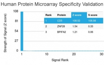 CD5 Antibody - Analysis of HuProt(TM) microarray containing more than 19,000 full-length human proteins using CD5 antibody (clone CD5/2419). These results demonstrate the foremost specificity of the CD5/2419 mAb. Z- and S- score: The Z-score represents the strength of a signal that an antibody (in combination with a fluorescently-tagged anti-IgG secondary Ab) produces when binding to a particular protein on the HuProt(TM) array. Z-scores are described in units of standard deviations (SD's) above the mean value of all signals generated on that array. If the targets on the HuProt(TM) are arranged in descending order of the Z-score, the S-score is the difference (also in units of SD's) between the Z-scores. The S-score therefore represents the relative target specificity of an Ab to its intended target.