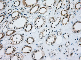 CD5 Antibody - Immunohistochemical staining of paraffin-embedded Human Kidney tissue using anti-CD5 mouse monoclonal antibody. (Dilution 1:50).